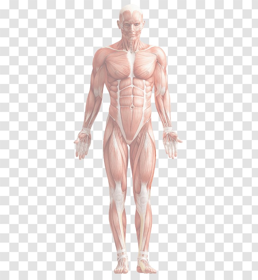 Human Body Anatomy Rectus Femoris Muscle - Flower - Watercolor Transparent PNG