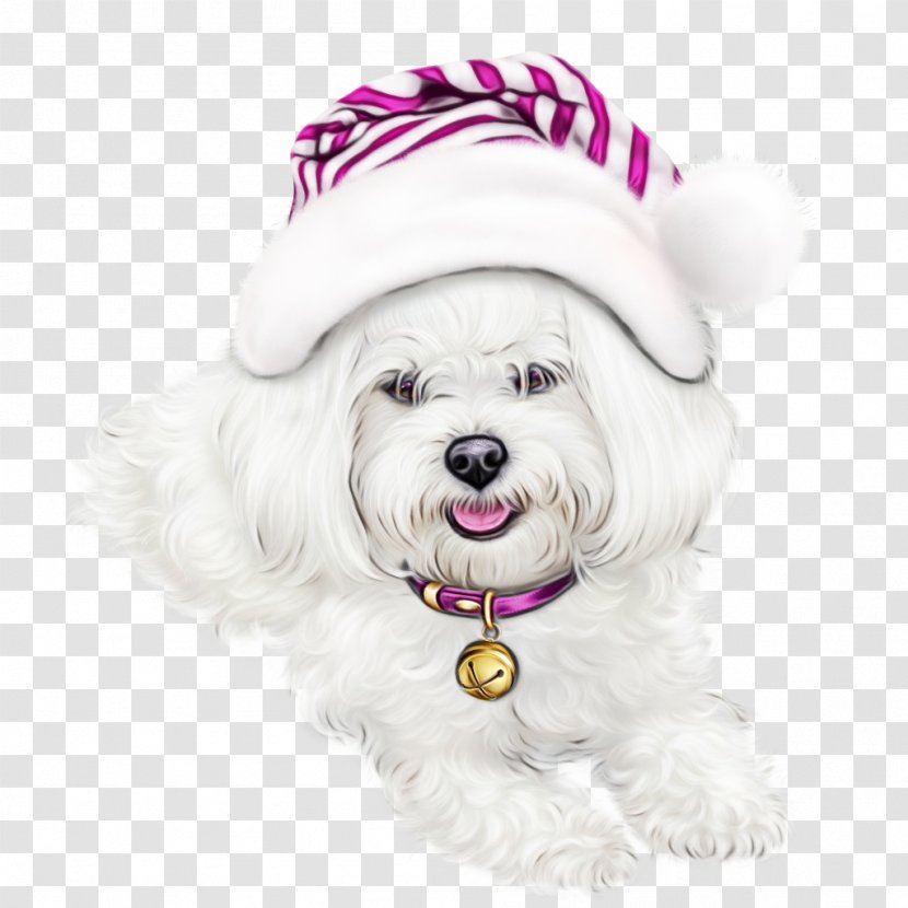 Dog Maltese Bichon Coton De Tulear Havanese - Puppy Transparent PNG