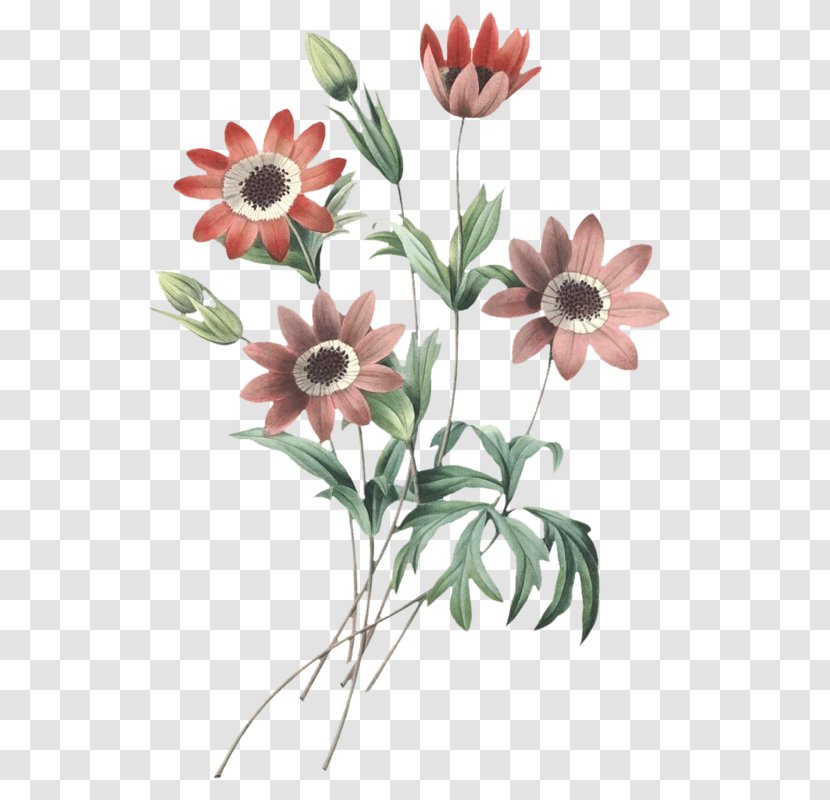 Choix Des Plus Belles Fleurs Art Illustration Watercolor Painting - Gazania - Chrysanthemums Outline Transparent PNG