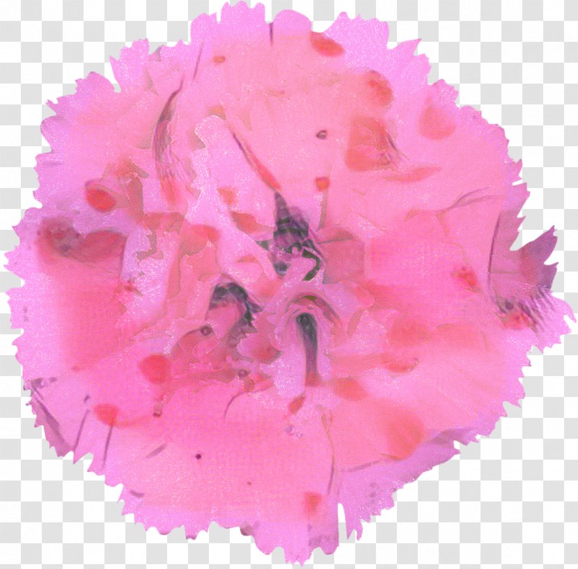 Pink Flower Cartoon - Floral Design - Magenta Family Transparent PNG