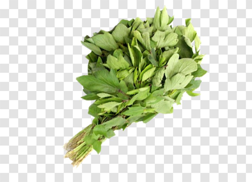 Spinach Spring Greens Rapini Herb Leaf Vegetable - Durg Transparent PNG