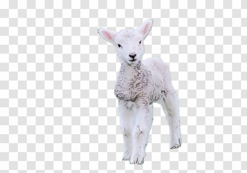 Eid Al Adha - Sheep - Goats Figurine Transparent PNG