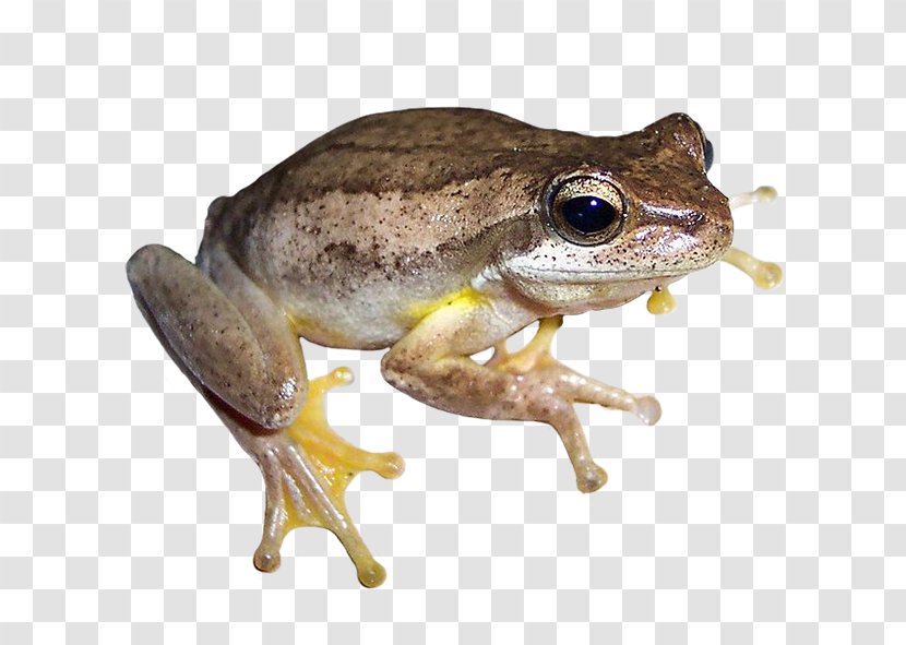 Southern Brown Tree Frog Amphibians Jervis Bay - Fauna Transparent PNG