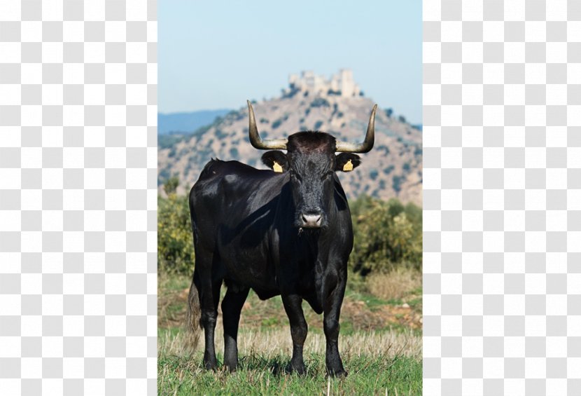 Dairy Cattle Negra Andaluza Avileña-Black Iberian Asturian Valley Andalusia - Grass - BLONDA Transparent PNG