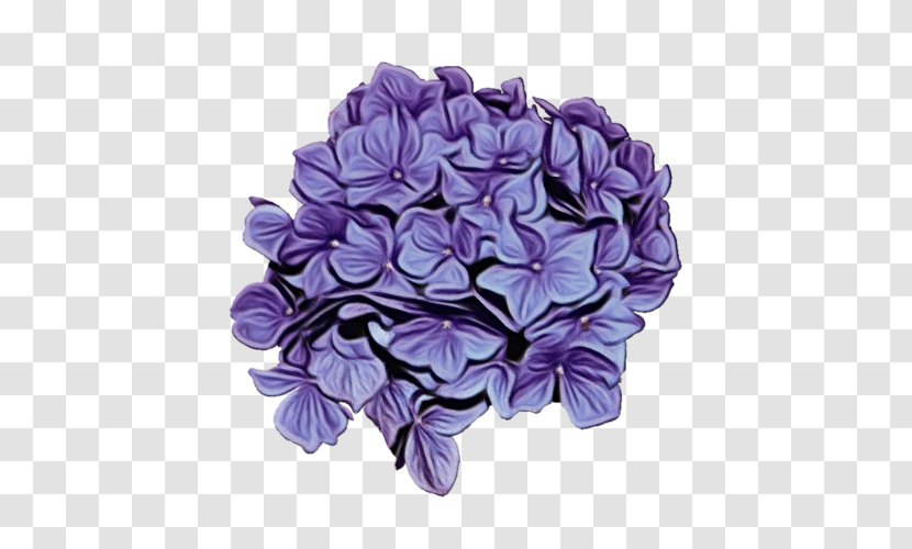 Purple Watercolor Flower - Petal - Morning Glory Violet Family Transparent PNG