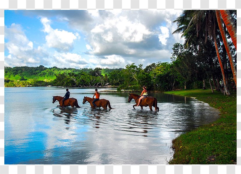 Horse Equestrian Centre Trail Riding Resort Transparent PNG