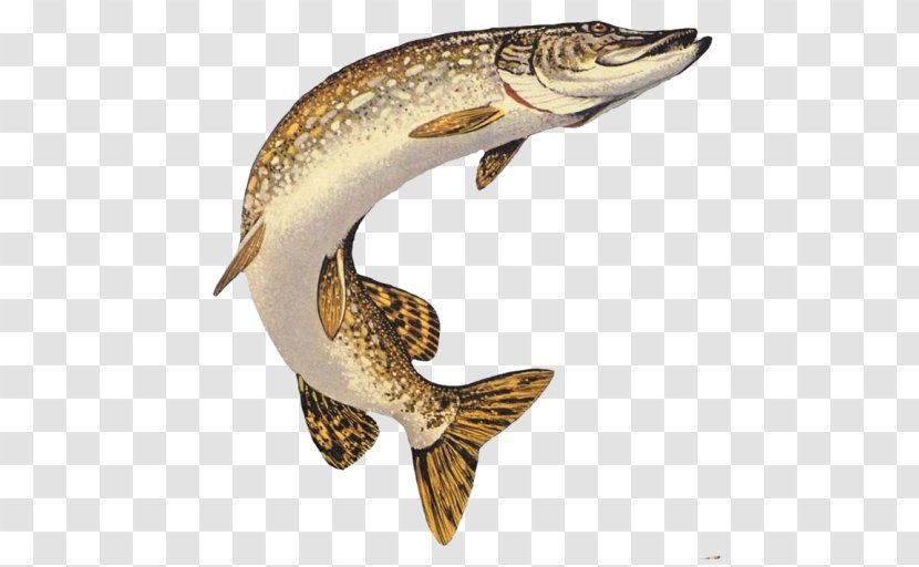 Northern Pike Muskellunge Chain Pickerel American Fishing - Amur Transparent PNG