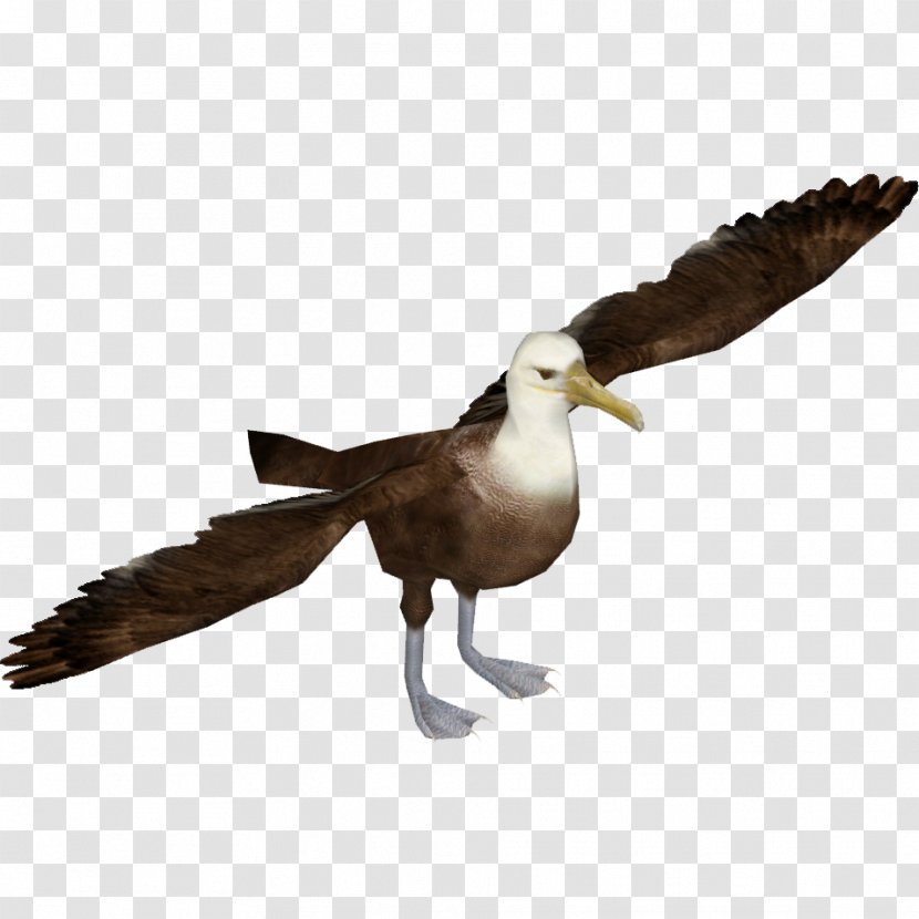 Seabird Waved Albatross Zoo Tycoon 2 - Water Bird Transparent PNG