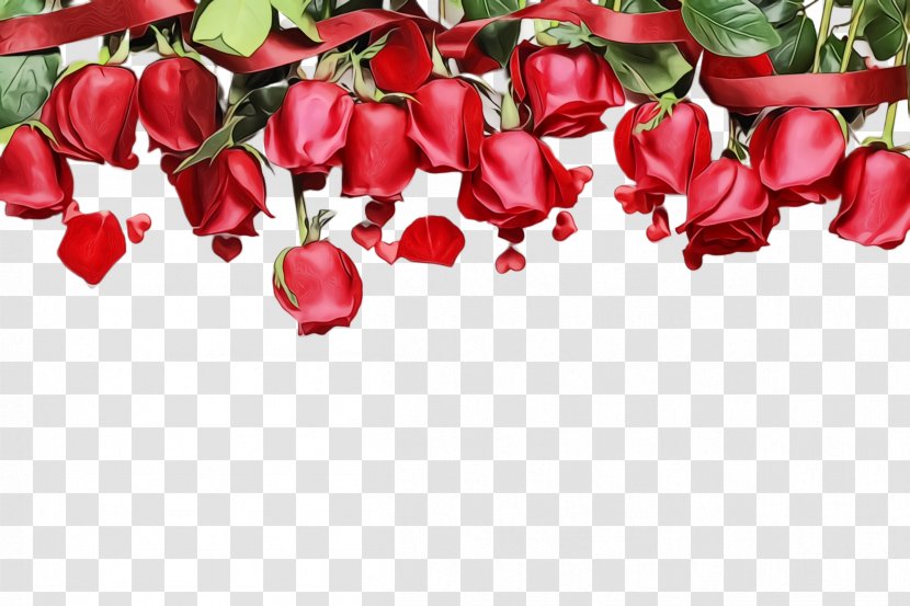 Rose - Plant - Cut Flowers Tulip Transparent PNG