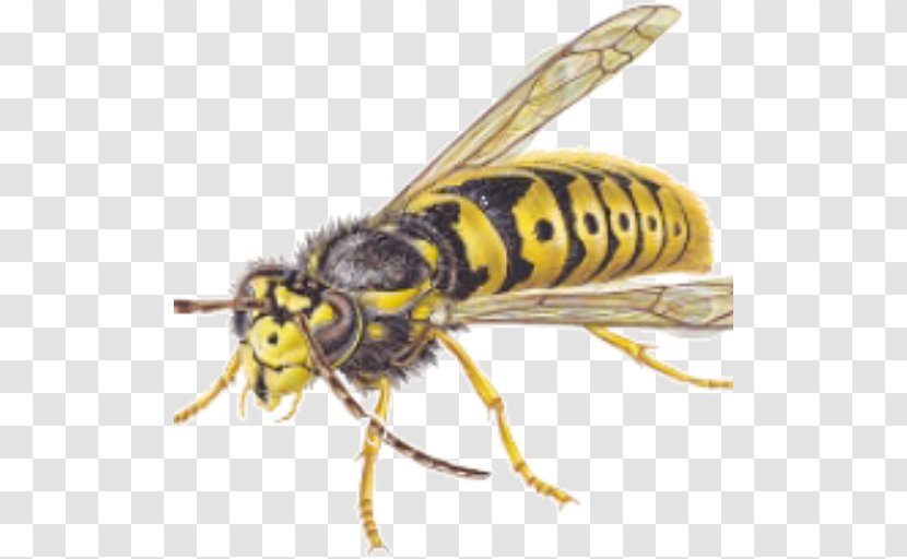 Hornet Bee Insect Wasp Pest Control Transparent PNG