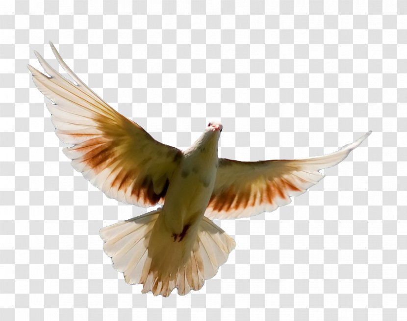 Bird Flight Homing Pigeon Columbidae Parrot - Computer - Flies Transparent PNG