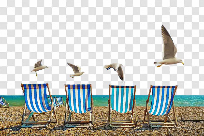 Seabird Microsoft Azure Beak Transparent PNG