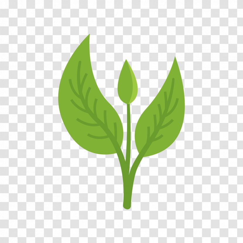 Leaf Green Vector Graphics Adobe Photoshop - Plant Stem - Logo Transparent PNG