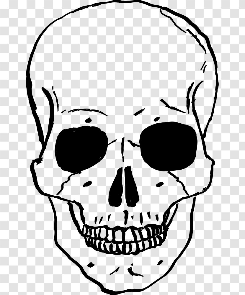 Skull Human Skeleton Drawing Clip Art - Face - Clipart Transparent PNG