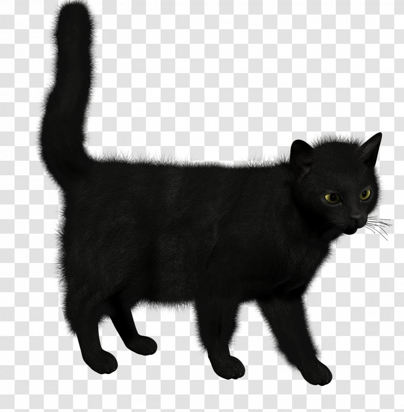 Cat Kitten - Cymric - Image Transparent PNG