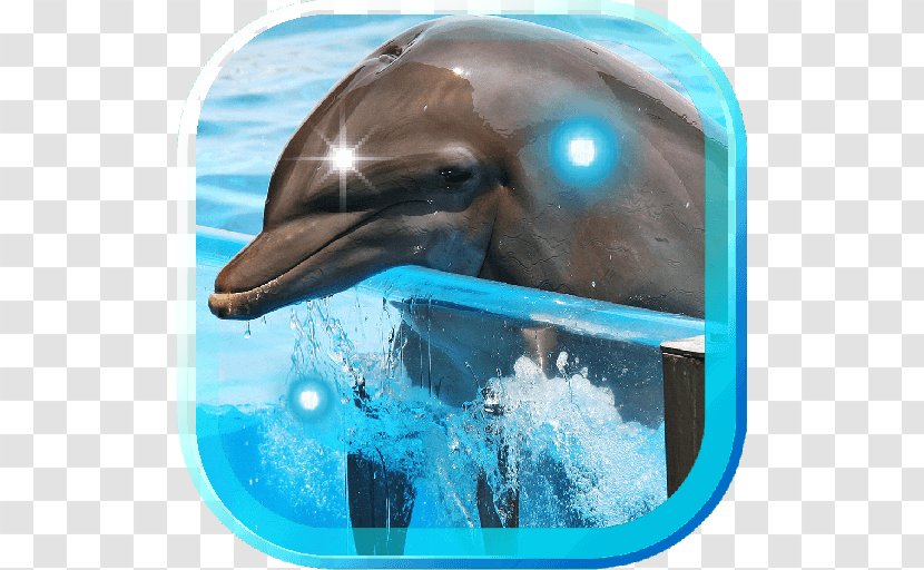 Common Bottlenose Dolphin Wholphin Short-beaked Water Long-beaked Transparent PNG