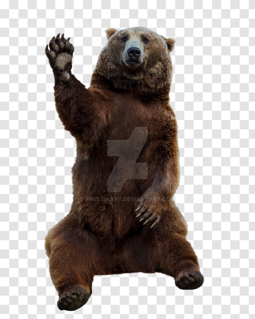 Grizzly Bear Brown Bear, What Do You See? Eurasian - See Transparent PNG