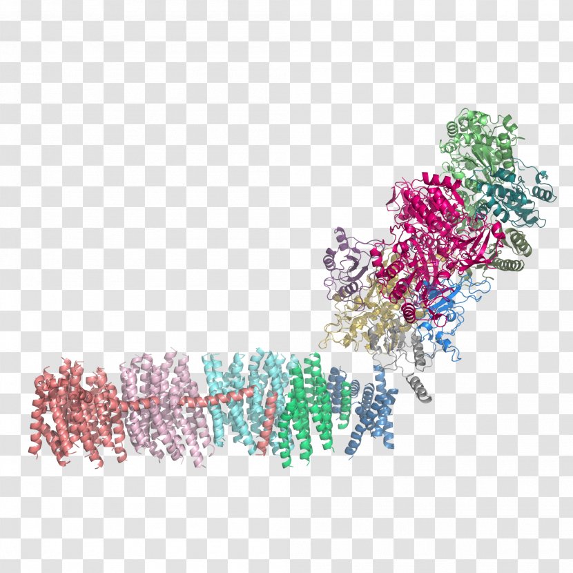 NADH:ubiquinone Oxidoreductase Nicotinamide Adenine Dinucleotide NADH Dehydrogenase NDUFV1 - Hydrogen Ion - Cytochrome C Transparent PNG