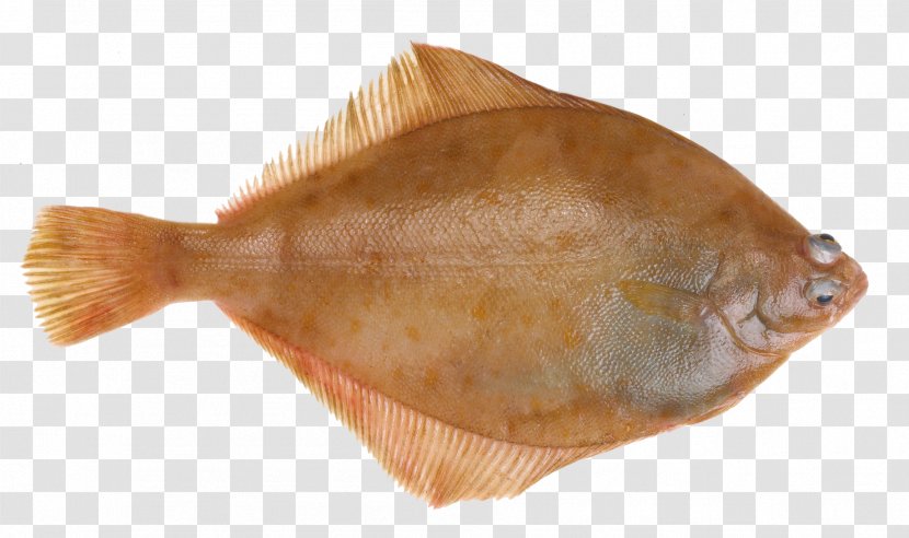 Flounder Lemon Sole Common Dab Fish - European Plaice Transparent PNG