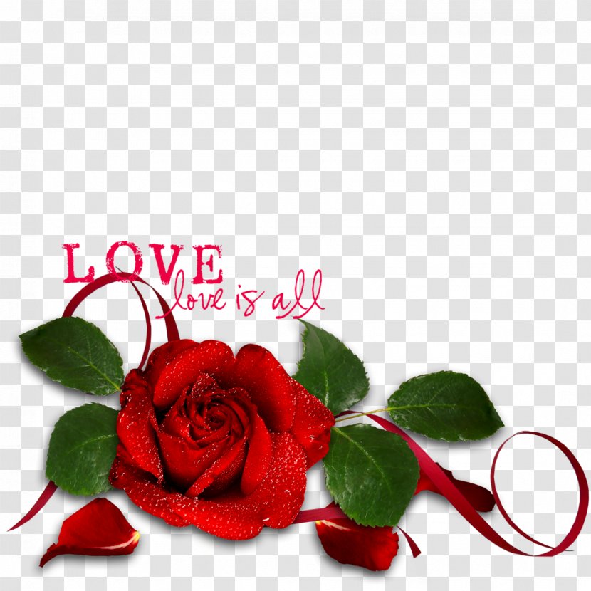 Garden Roses Valentine's Day Love - Rose Family Transparent PNG