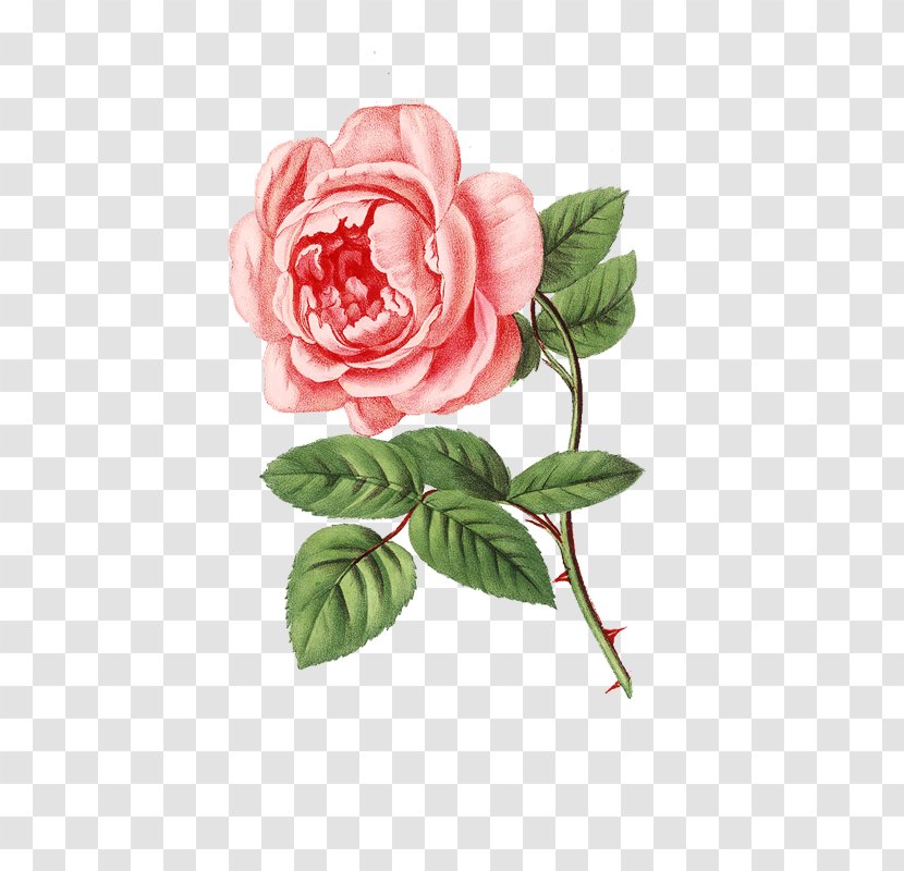 Garden Roses Perfume Cabbage Rose Spring - Opium Transparent PNG