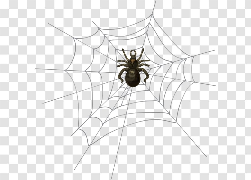 Spider Web Clip Art - Membrane Winged Insect Transparent PNG