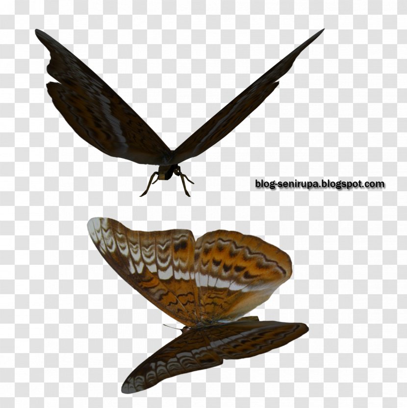 Butterfly Moth Stock Photography - Kupu Transparent PNG