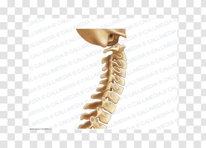 Vertebral Column Cervical Vertebrae Bone Lumbar Anatomy - Joint Transparent PNG