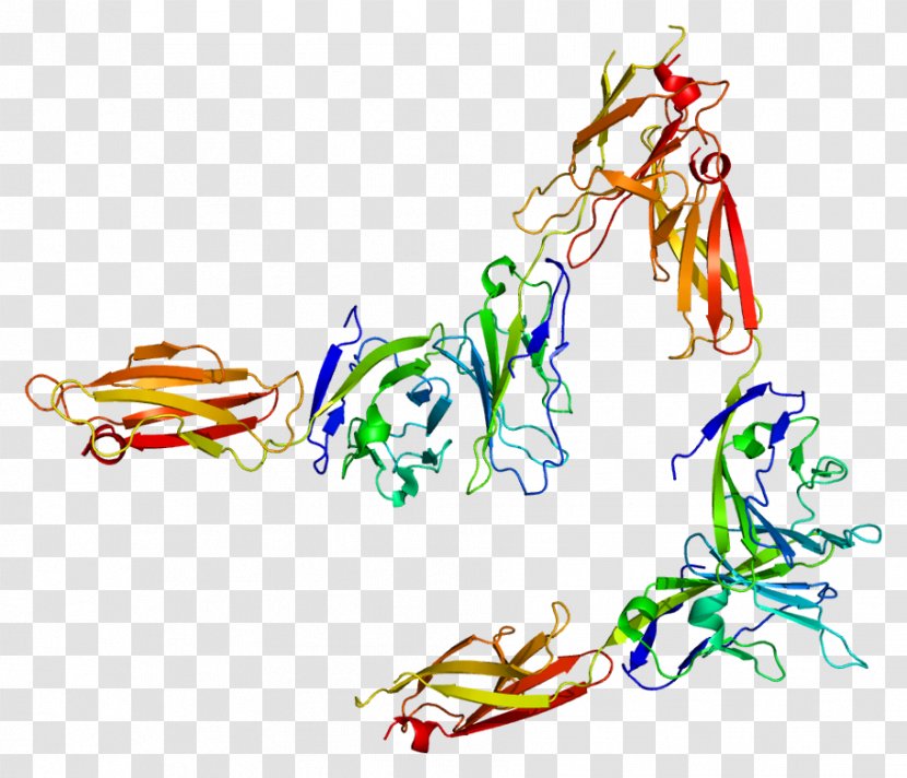 Digamma Protein Domain SLAMF6 Gene - Frame - Flower Transparent PNG