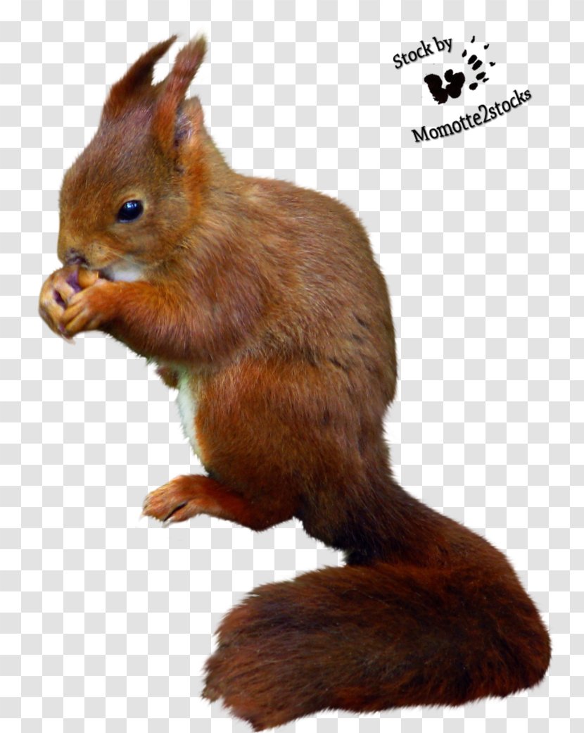 Red Squirrel Desktop Wallpaper DeviantArt - Fox Transparent PNG