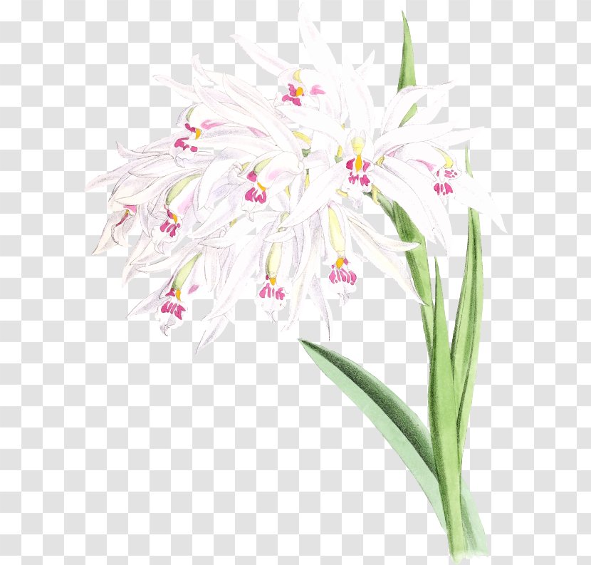 Floral Design Cut Flowers Hyacinth Clip Art - Orchid Leaves Transparent PNG