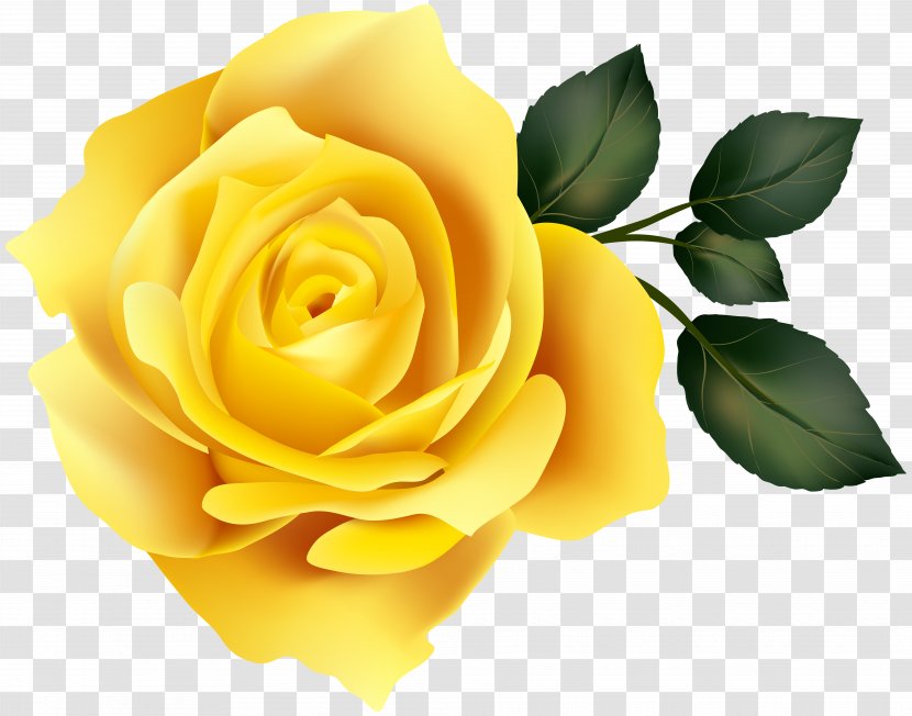 Garden Roses Yellow Clip Art - Petal - Rose Image Transparent PNG