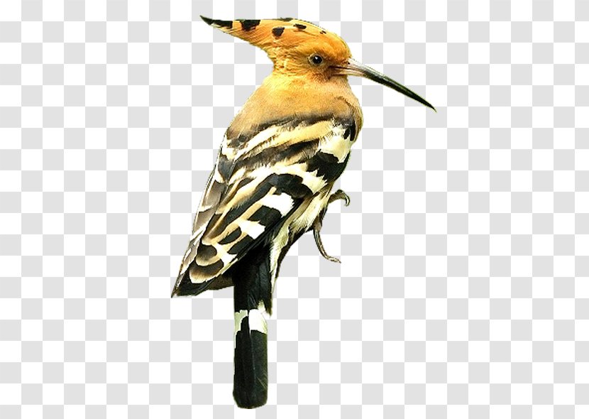 Bird Beak Eurasian Hoopoe Finches Bee-eater Transparent PNG