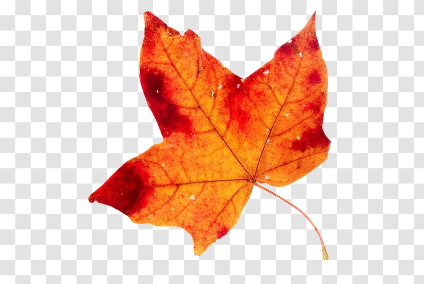 Maple Leaf Pouzolles 0 - 2017 Transparent PNG