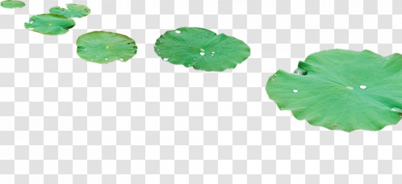Leaf Nelumbo Nucifera Lotus Effect Dew - Green - Perspective Transparent PNG