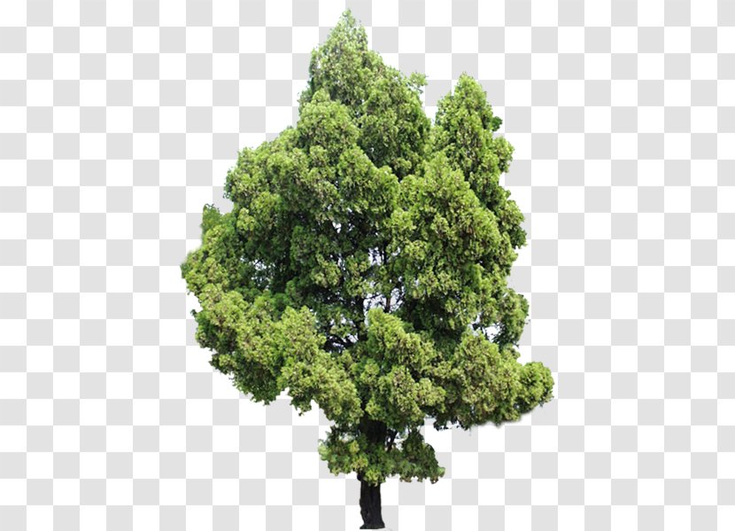 Tree Evergreen Ash Shrub - Stock Photography Transparent PNG