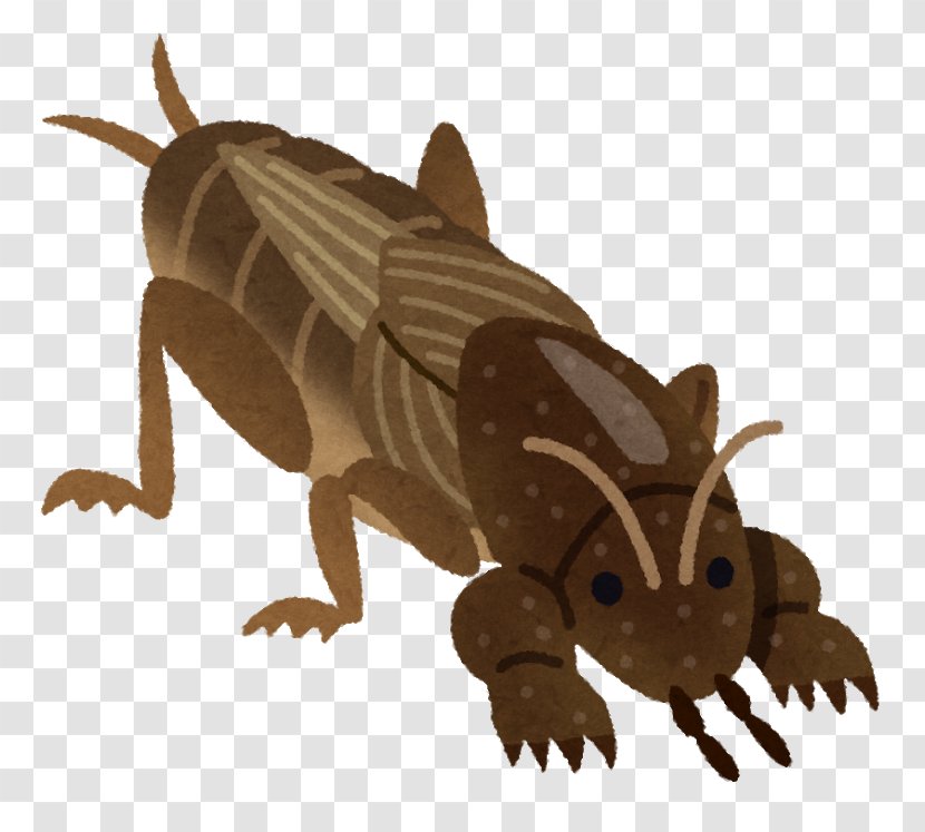 Mole Cricket Insect Earthworm 手のひらを太陽に - Carnivoran Transparent PNG