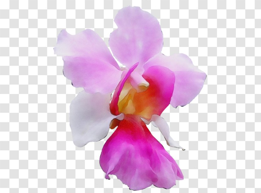 Purple Watercolor Flower - Iris - Dendrobium Orchids Of The Philippines Transparent PNG