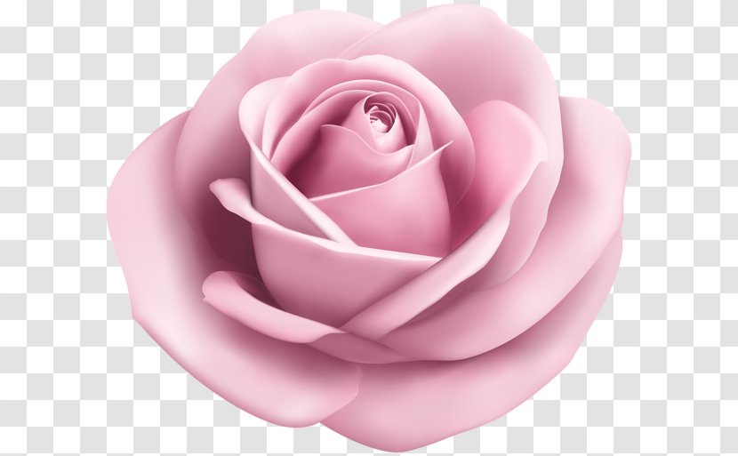 Rose Clip Art - Family - Soft Transparent PNG