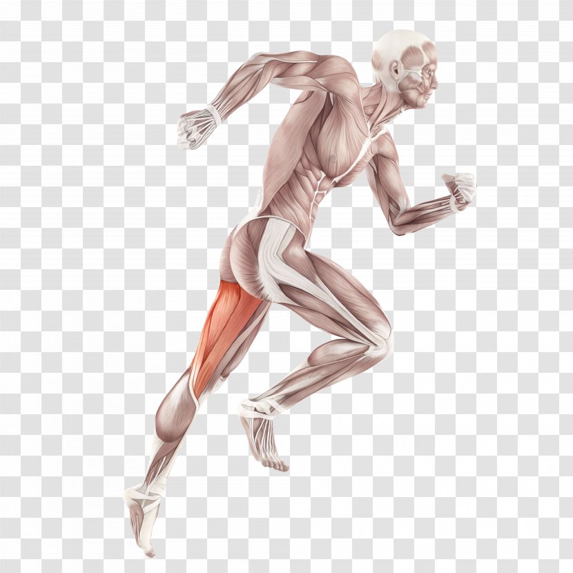 Skeletal Muscle Anatomy Human Body Muscular System - Cartoon Transparent PNG
