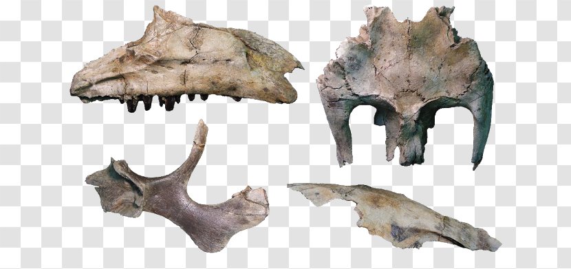 Hadrosaurus Eotrachodon Skull Siamodon Iguanodon - Bone Transparent PNG