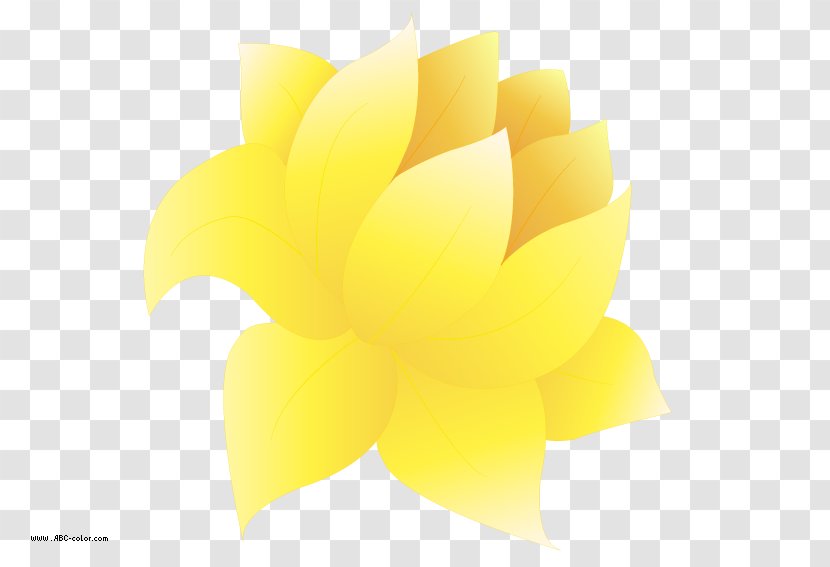 Flower Petal Yellow Desktop Wallpaper Close-up - Waterlily Transparent PNG