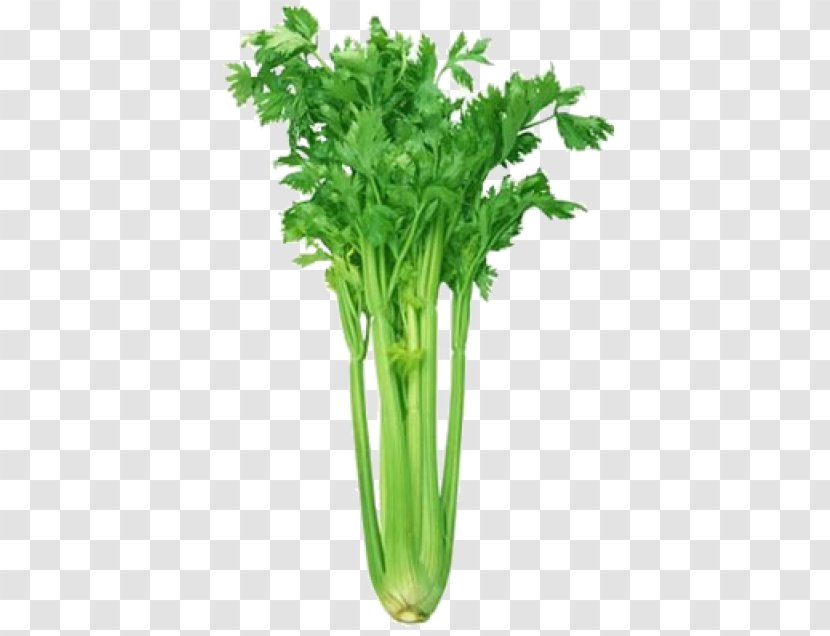 Celeriac Leaf Celery Vegetable Celtuce Herb Transparent PNG