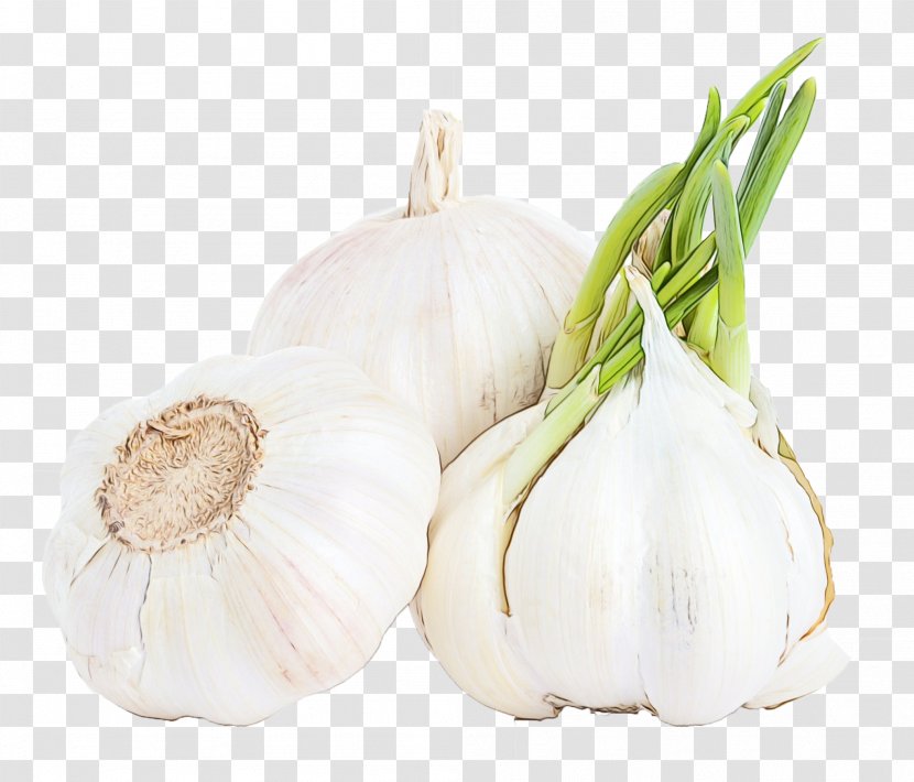 Garlic Elephant Vegetable Food Plant - Paint - Onion Ingredient Transparent PNG