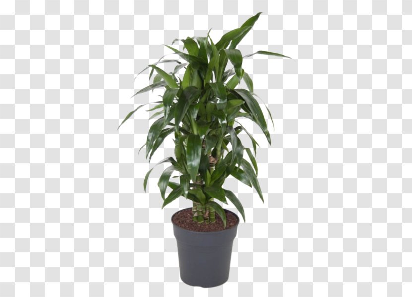 Flower Plant Flowerpot Houseplant Tree - Leaf Transparent PNG