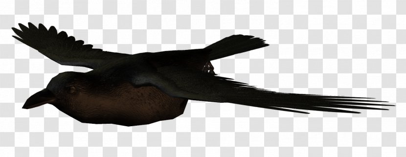 Crows Bird Flight Swallow - Water - Crow Transparent PNG