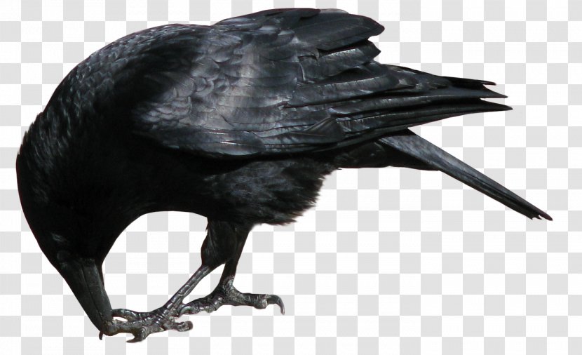 Crows Clip Art - Perching Bird - Crow Transparent PNG