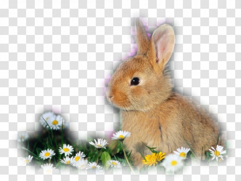 Domestic Rabbit Holland Lop Rex Mini Satin - Breed Transparent PNG