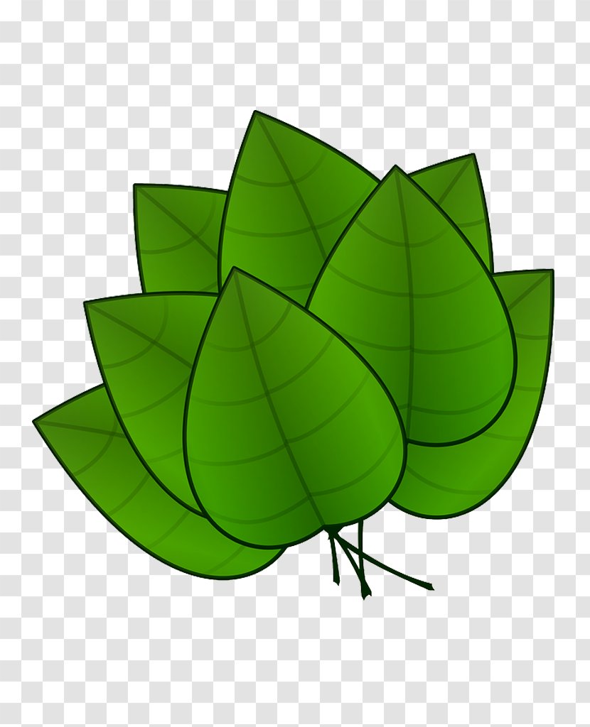 Plant Leaves Leaf Clip Art - Arecaceae - Folha Transparent PNG