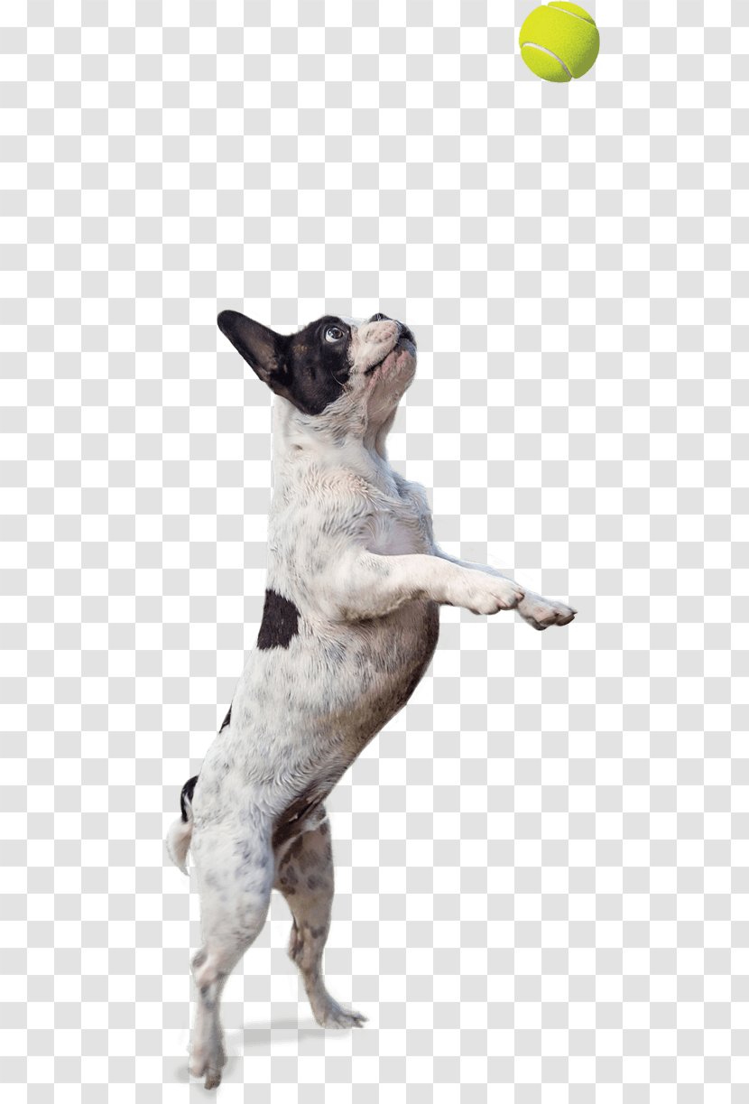 Boston Terrier Bulldog Puppy Dog Breed Non-sporting Group Transparent PNG